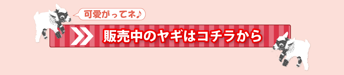 「販売中のヤギはコチラから」の画像